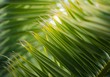Photo: Close-up view of fresh green palm tree leaf Close-up view of fresh green palm tree leaf