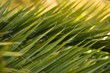 Close-up view of fresh green palm tree leaf