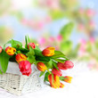 Tulpen im Korb