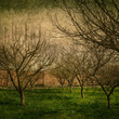 textured fruit trees