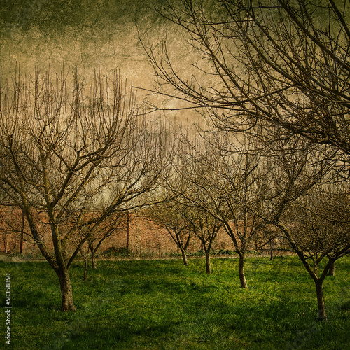 Photo: textured fruit trees textured fruit trees