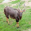 Male Nyala