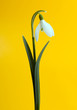 Snowdrop flower