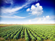 Cabbage field