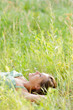 woman lie in the park