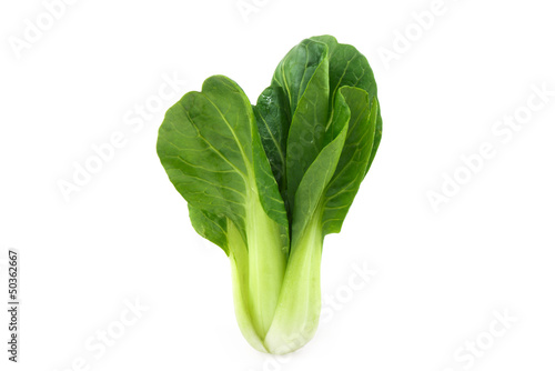 Photo: Bok Choy Bok Choy