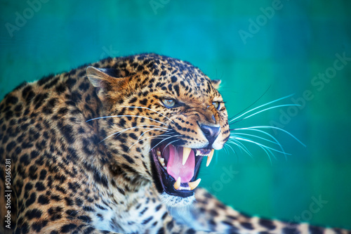 Photo: Leopard Leopard