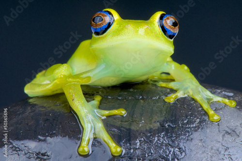 Photo: Blue-eyed tree frog / Boophis viridis Blue-eyed tree frog / Boophis viridis