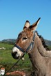 Tethered donkey, Andalusia, Spain © Arena Photo UK