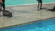 Video: aquarium de manille aquarium de manille