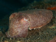 Smiths Sepia (Sepia smithi)