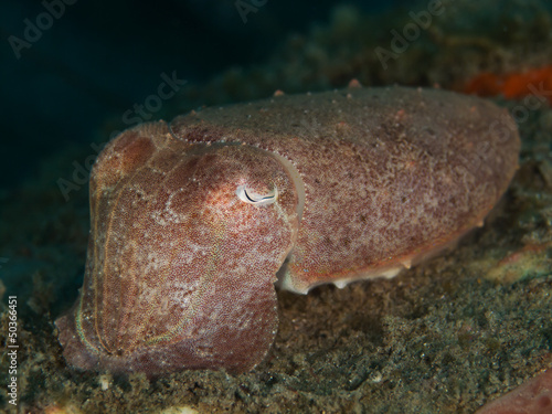 Photo: Smiths Sepia (Sepia smithi) Smiths Sepia (Sepia smithi)