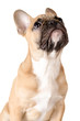 Französische Bulldogge vor weiß