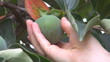 Video: Research verify Green Persimmons (Kaki) Research verify Green Persimmons (Kaki)