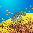Photo: Sweetlips Sweetlips