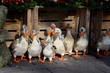 Stuffed flock of ducks at market