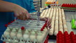 Industrial packing eggs