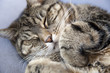 Katze am Schlafen