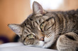 Katzenportrait