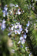 Rosemary
