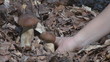 Video: Picking mushrooms in the forest Picking mushrooms in the forest