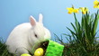Bunny rabbit sniffing around the grass with daffodils