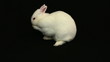 Bunny scratching his nose