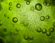 Spirulina ice