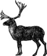 reindeer