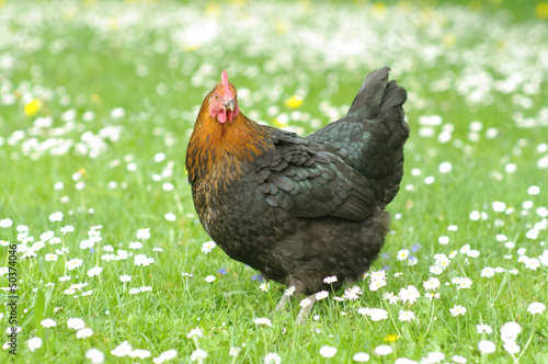 Photo: Hennen Hennen