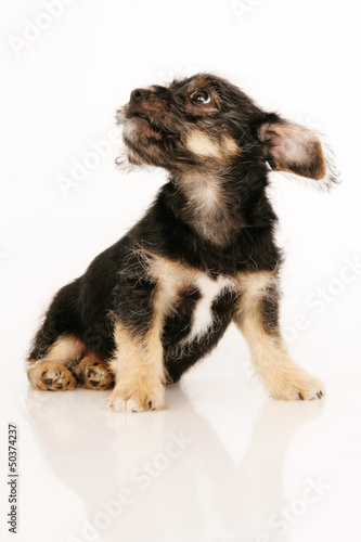Photo: Puppy Isolated Puppy Isolated