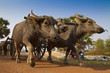 Buffalo Pulling Cart
