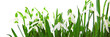 Snowdrop flower isolated.