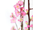 peach flowers