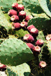 prickly pear (opuntia)