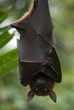 Fruit bat, Singapore