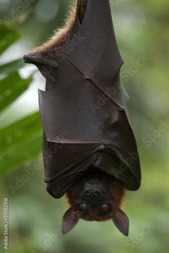 Photo: Fruit bat, Singapore Fruit bat, Singapore