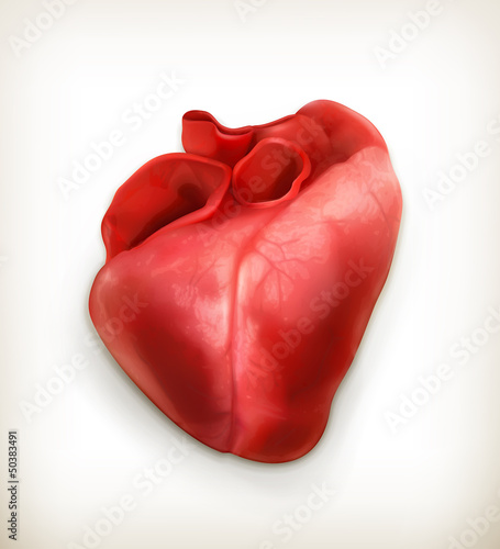 Vector: Human heart Human heart