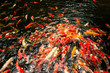 Koi fish in pond at the garden