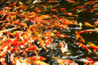 Foto: Koi fish in pond at the garden Koi fish in pond at the garden