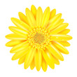 Yellow Gerber