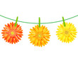 Gerbers Flowers With Clothespegs