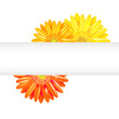 Yellow And Orange Gerbers With Banner