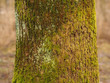 Baumstamm mit Moosbelag