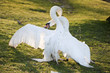 Mute swans display aggressive and tender behaviour during mating