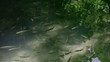 Fish in transparent water. National park Krka, Croatia