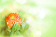 Zarte Blüte