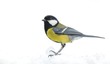 Great tit in the snow.