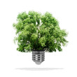 Arbre poussant dans une ampoule - concept écologiquea