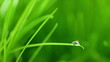 A raindrop on blade of grass